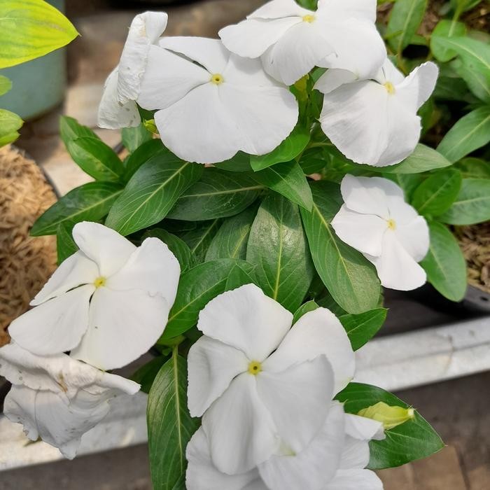 Tanaman Bunga Vinca Tegak / Vinca Gantung - Putih