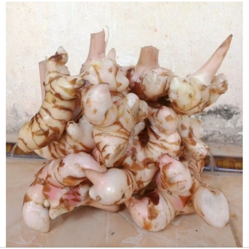 

500 GRAM LANGKUAS LAJA LAOS FRESH TERMURAH TERLARIS