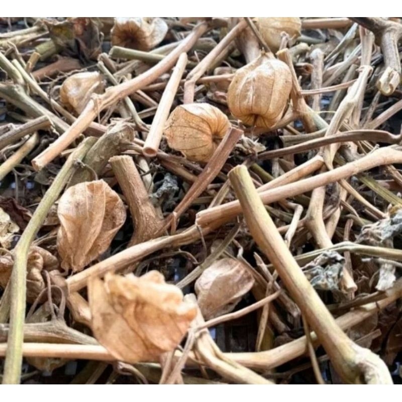 

daun ciplukan kering 300gram
