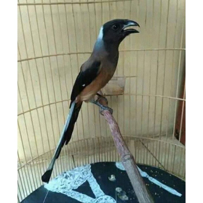 PENTET RAJA MULUS RAWATAN