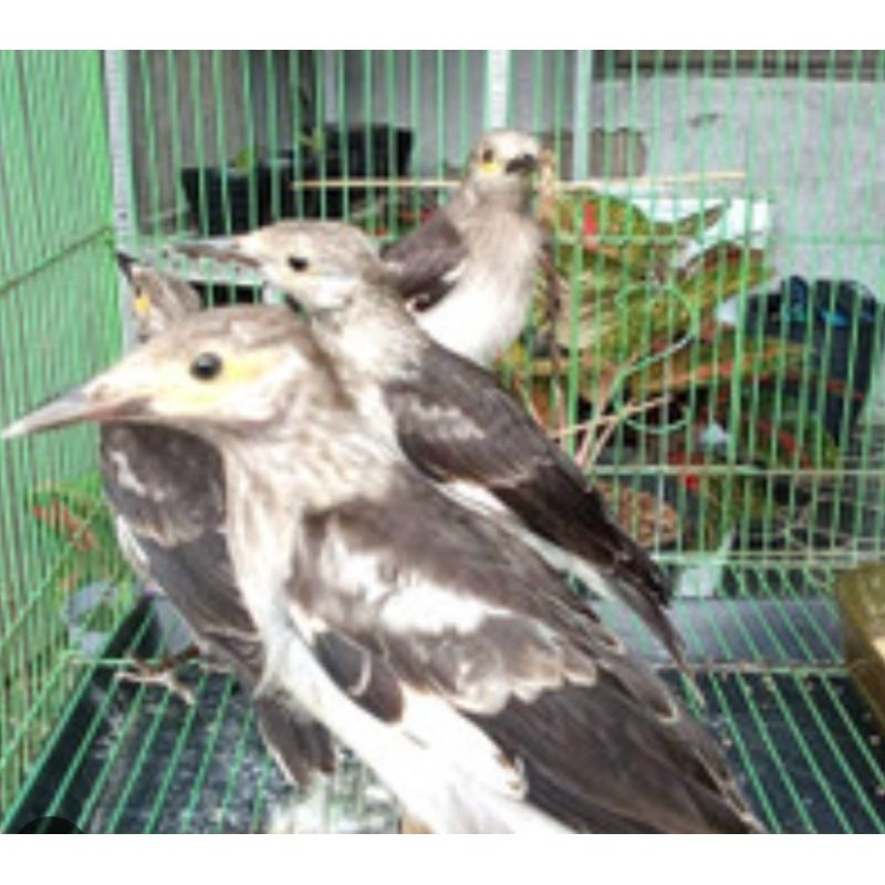 JALAK HONGKONG ANAKAN LOLOHAN PILIHAN JANTAN