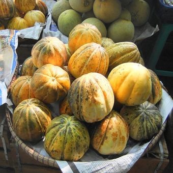 15 Biji - Benih Blewah BALADEWA