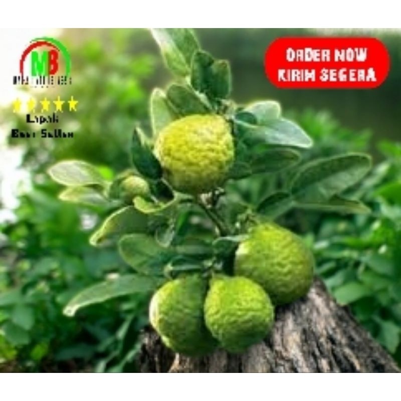

IMRON PRIBADI Paket 3 Lembar DAUN JERUK PURUT Fresh Segar Order Langsung Petik