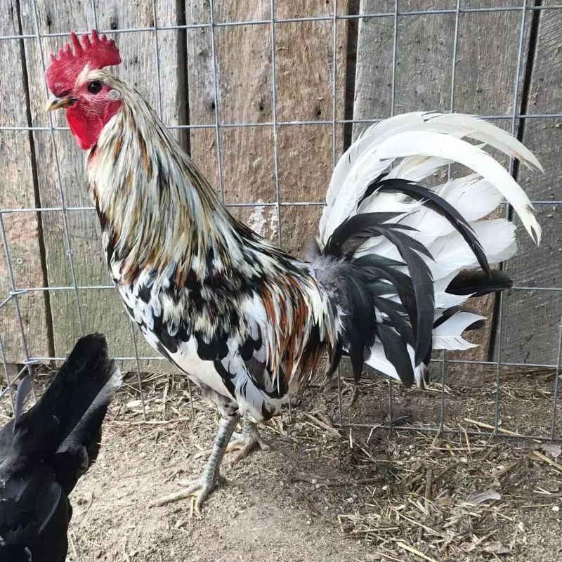 

jual telur ayam pisau ak50 paket 4 butir