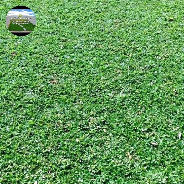 rumput gajah mini per 10 meter