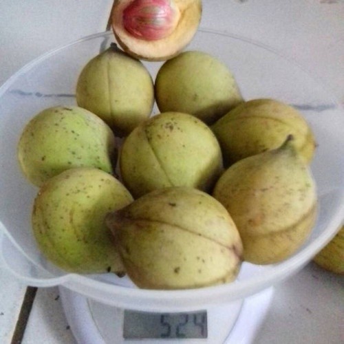 

Buah Pala Segar langsung petik untuk 500grm