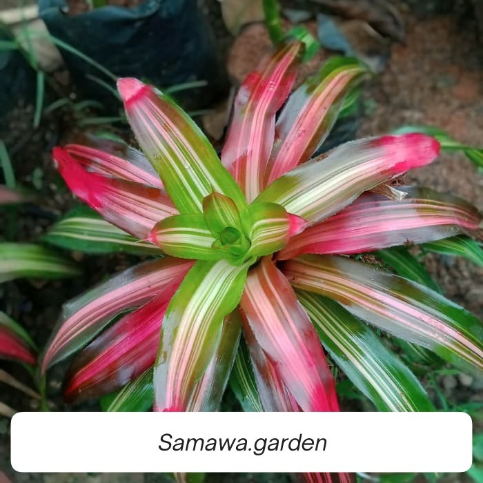 Tanaman hias bromelia tricolor - bromelia tricolor