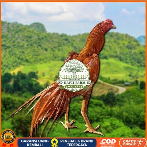 

telur Ayam Bangkok Clasik ekor lidi Fertil UD NAFII FARM ID