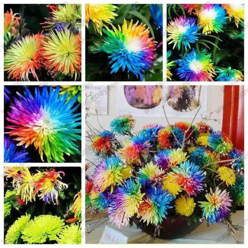 100Biji Benih Bibit Bunga Krisan Pelangi Import