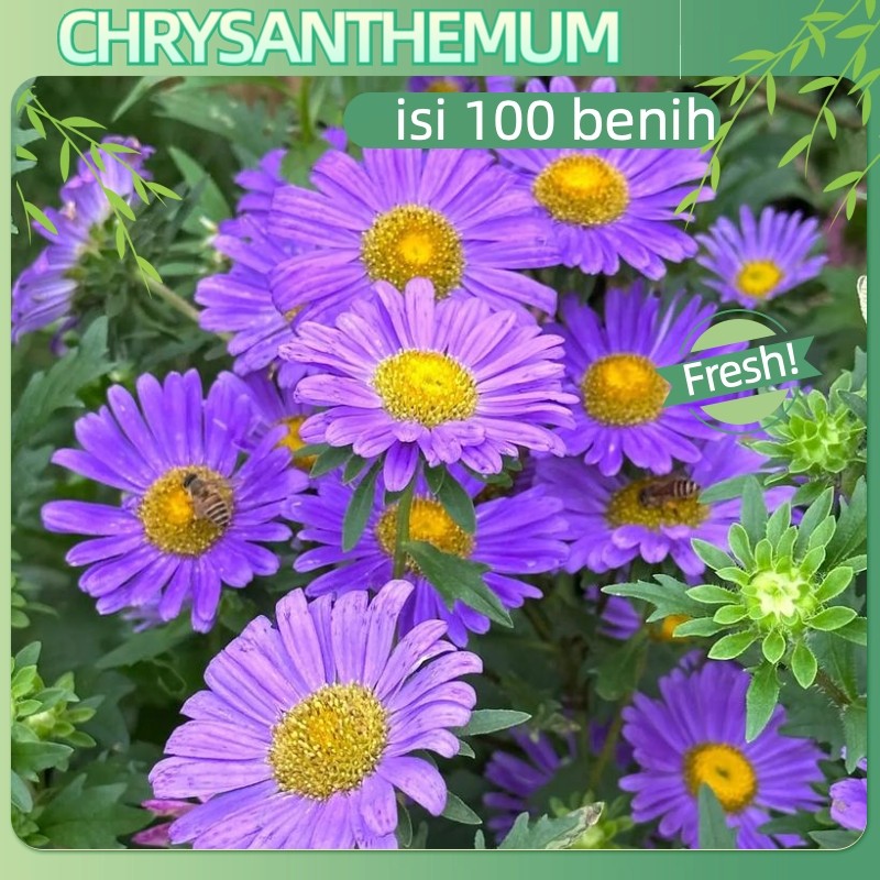 Potensi Tumbuh 95%(isi-100biji)Bunga Krisan / Tanaman Krisan berbunga / Bibit Bunga Krisan Flower Se