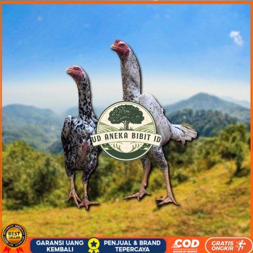 

telur tetas ayam shamo besar UD ANEKA BIBIT ID