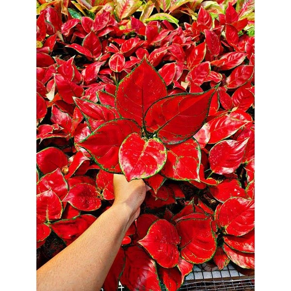 PROMO Tanaman hias aglonema Red Anjamani Anakan/remaja / tanaman hias redanjamani/agolnema red anjam