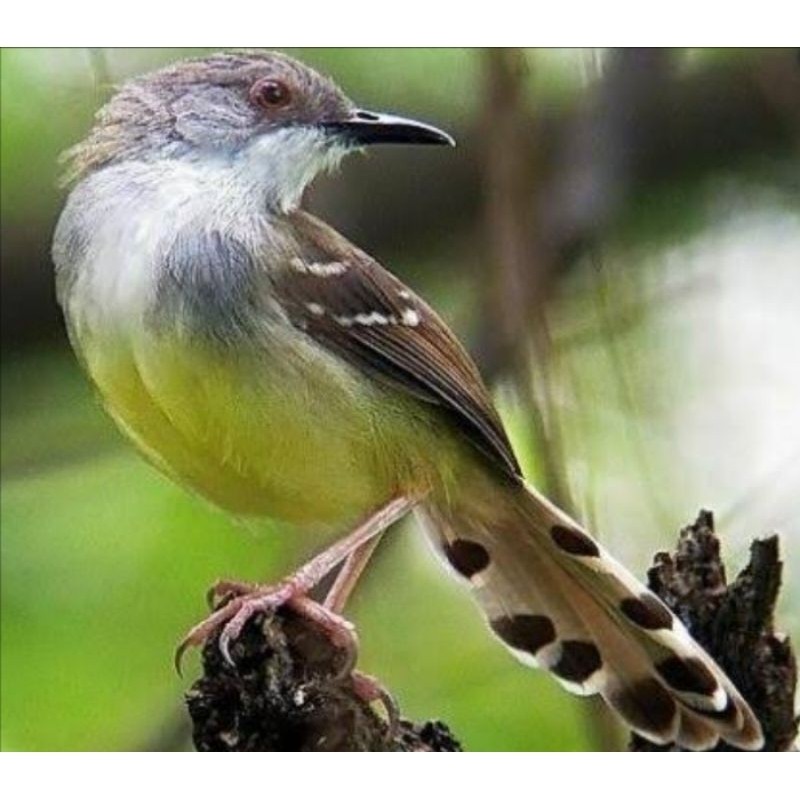 BURUNG CIBLEK SEMI BAHAN MAKAN VOER