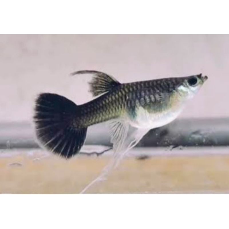 HIASAN AQUARIUM SEPASANG GUPPY RIBBON BLACK MOSCOW LINE VIETNAM