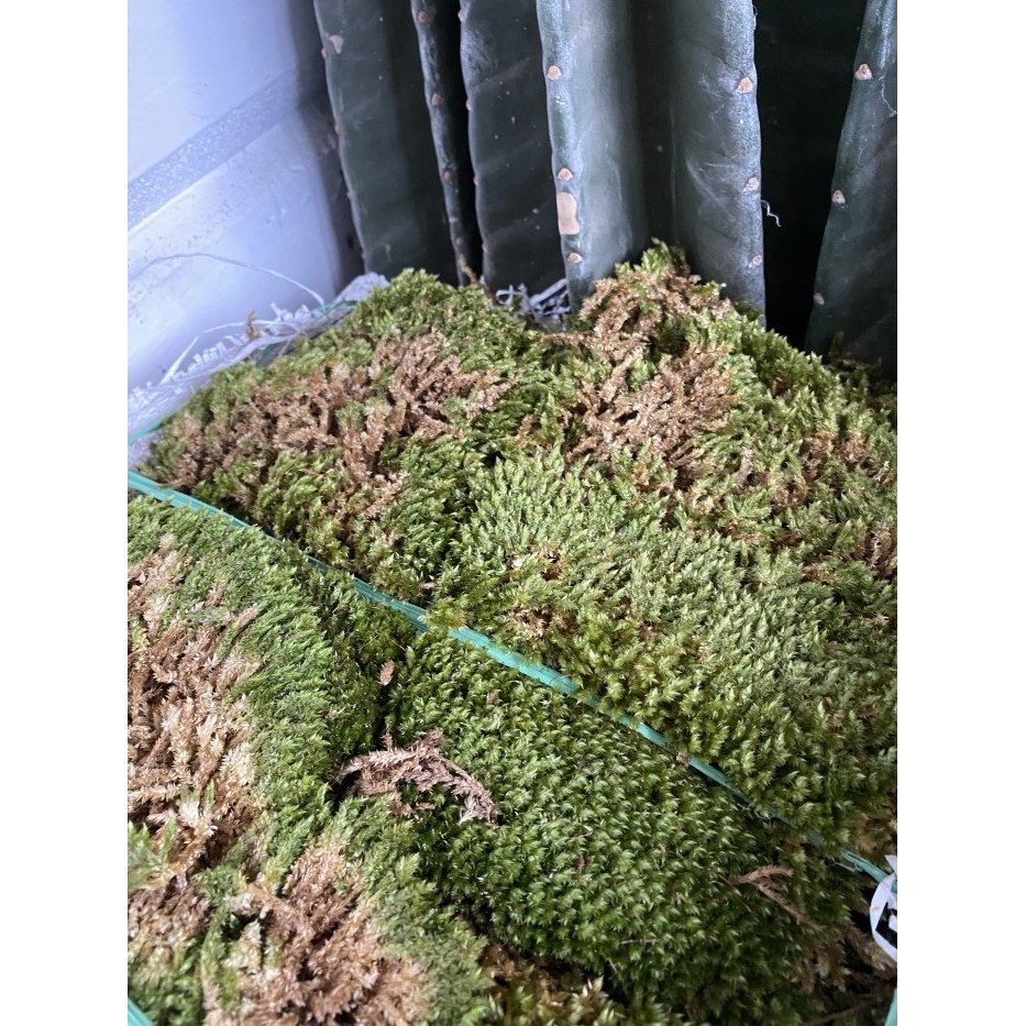 LUMUT HIDUP (living moss) 1kg