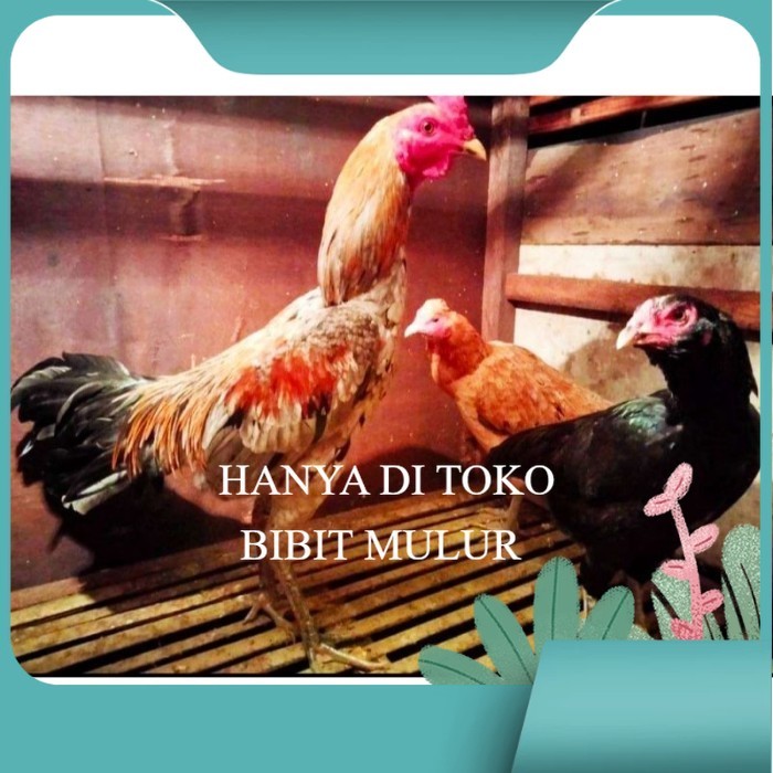 

ayam bulbi tampar tampar telur fertill original berkualitas