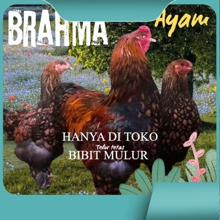 

telur ayam brahma siap tetas original berkualitas