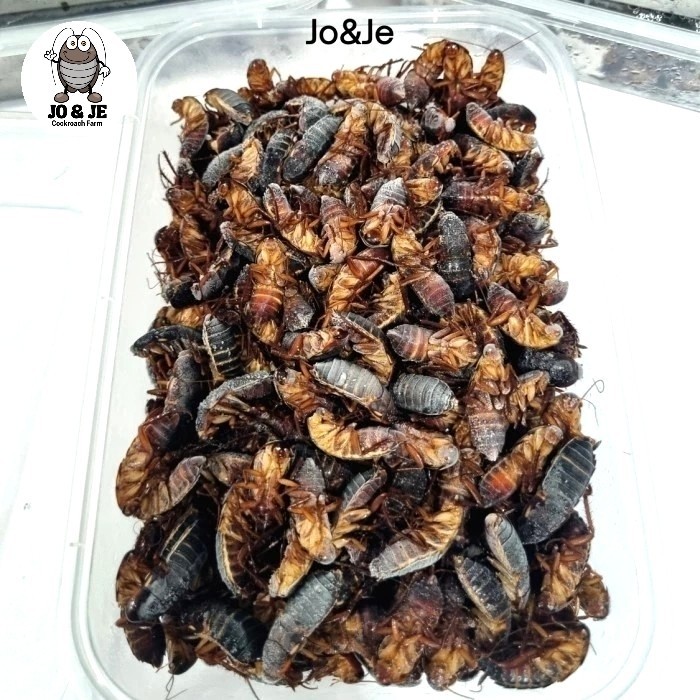 Kecoa Turkish Indukkan Betina Frozen pakan Arwana  dll 150 GR