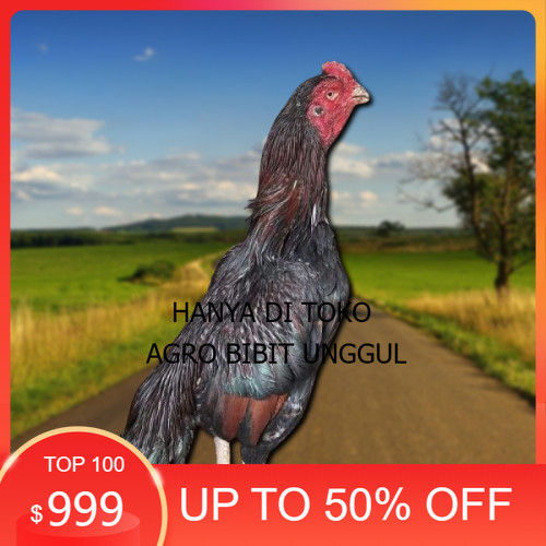 

telur ayam assel Parrot ori bisa untuk di tetaskan agro.bibit.unggul