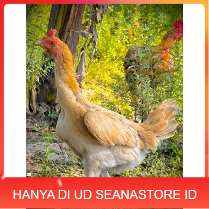 ayam Plucker/Plakerr mewah(telur fertill) original berkualitas UD SEANASTORE ID
