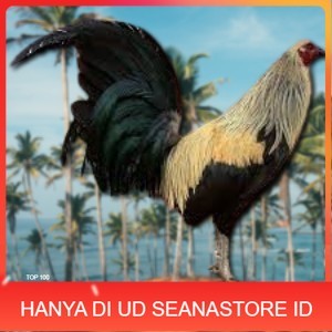 

telur ayam philipin asli AK47 bisa untuk di tetaskan bergaransi UD SEANASTORE ID