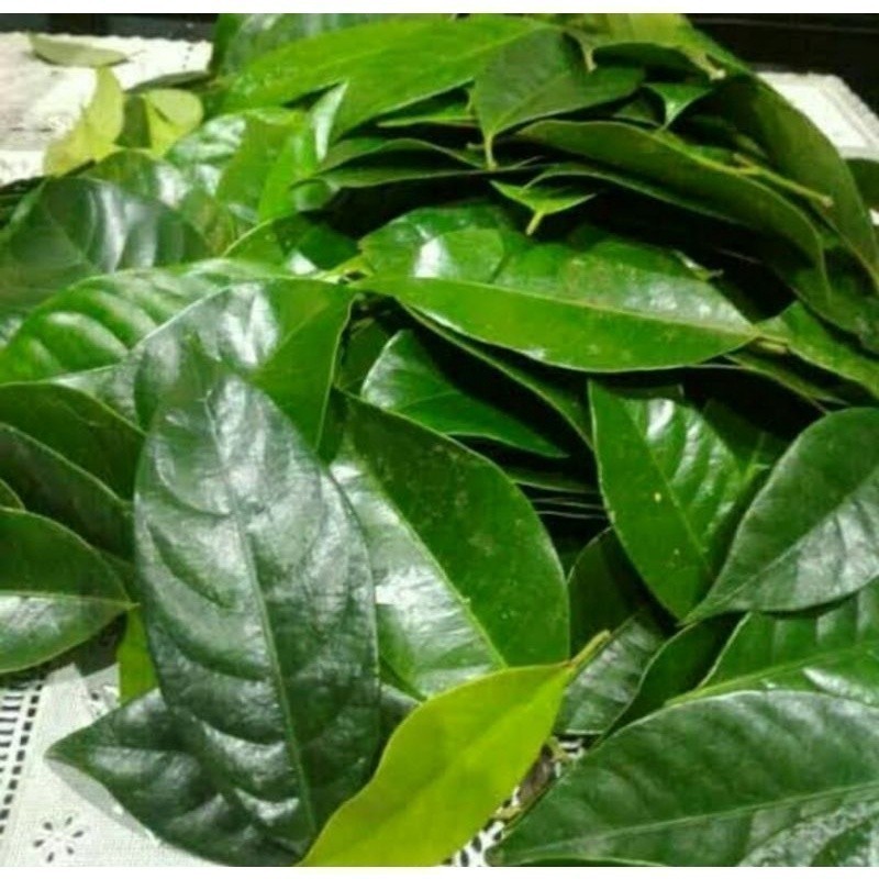 

Promo daun pala segar 1kg fresh COD A.S