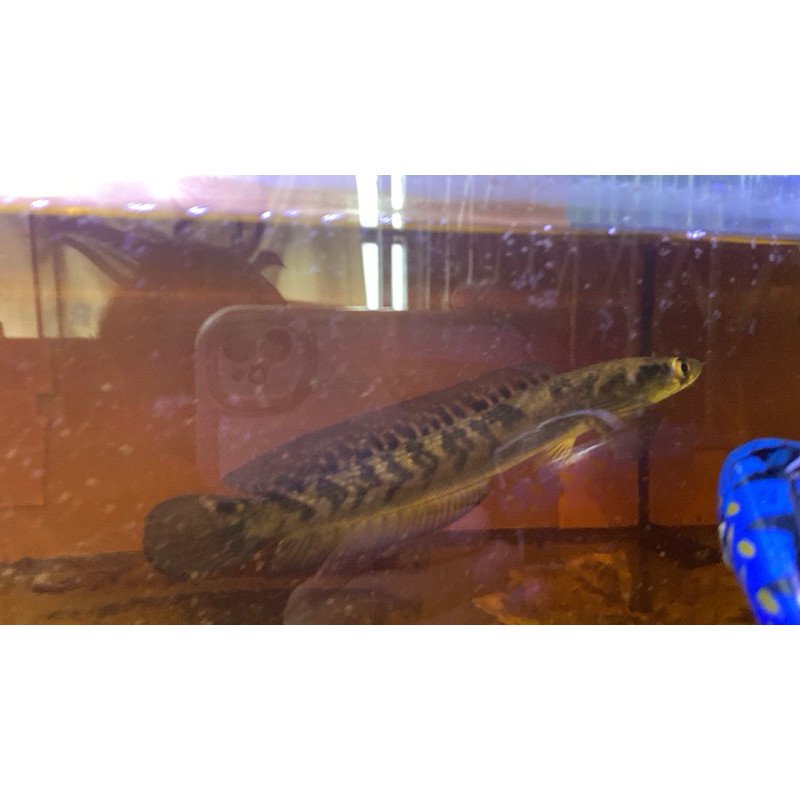 MARU YS 18-20ceem bahan progres