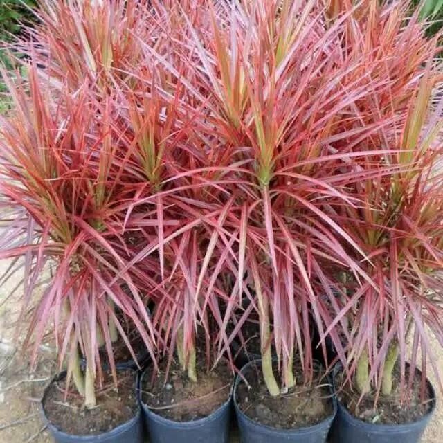 tanaman dracaena marginata tricolor - Merah