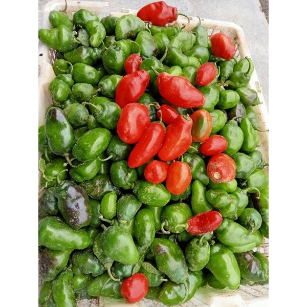 TERLARIS Cabe Gendot Segar 1 Kg PROMO Pedas Ekstrem