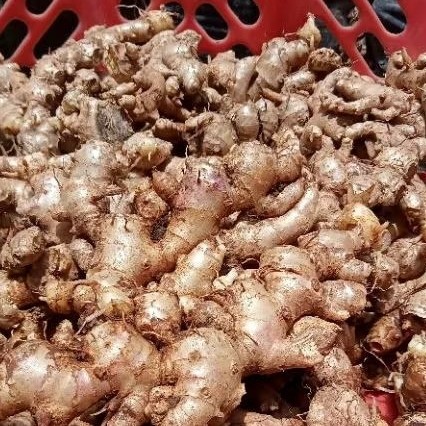 

TERLARIS Promo Jahe Emprit PedaS 1 Kg Cuci Bersih 95%