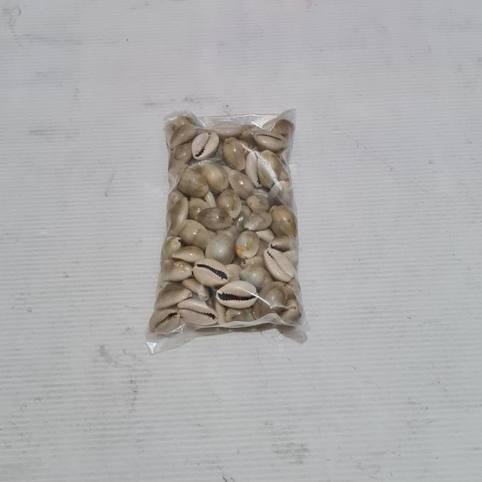 RAZZ Biji buah congklak kerang asli besar 100 pcs