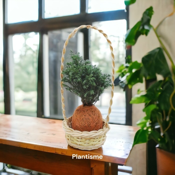 

Botanify - Blue Star Cypress Cemara Perak Hampers Gift Kado Kokedama