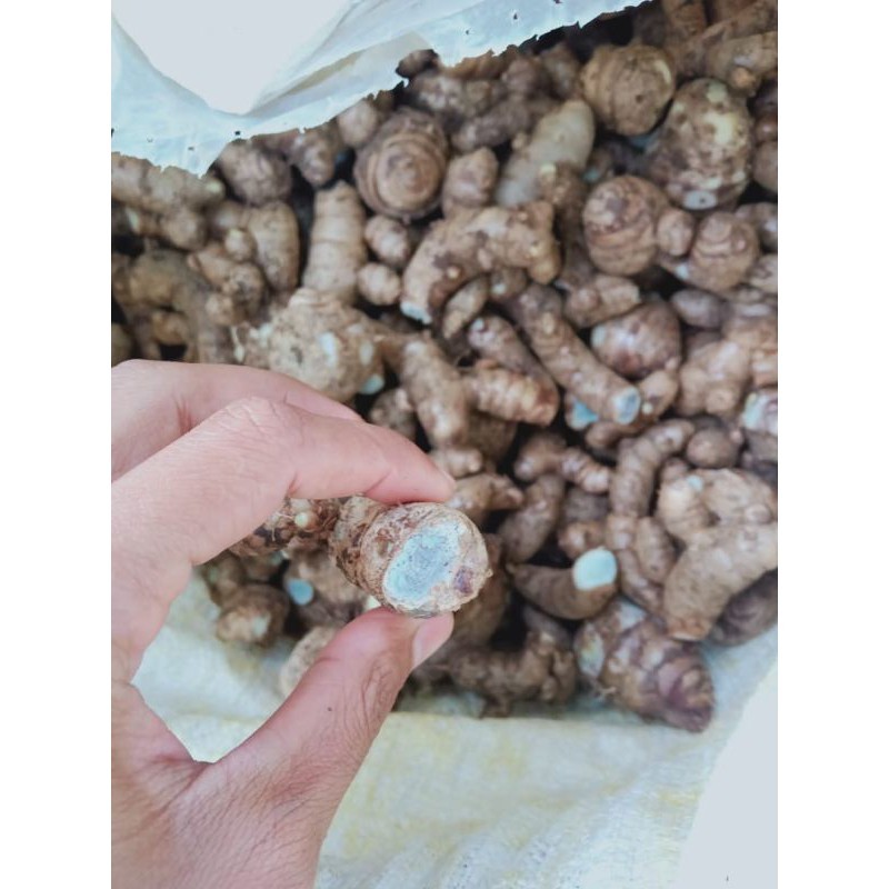 

kunyit hitam ,temu ireng ,temu hitam segar ready