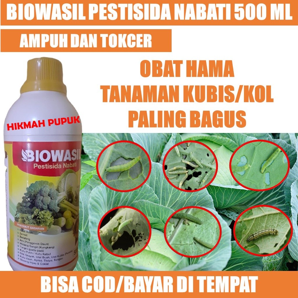 (BAYAR DI TEMPAT) BIOWASIL OBAT HAMA KUBIS/KOL PALING BAGUS - Pestisida Kubis Terbaik Atasi Hama Tan