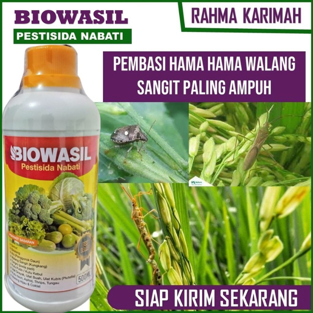 BIOWASIL Obat Hama Tanaman Padi Sawah Atasi Hama Walang Sangit Paling Ampuh - Obat Pembasmi Walang S