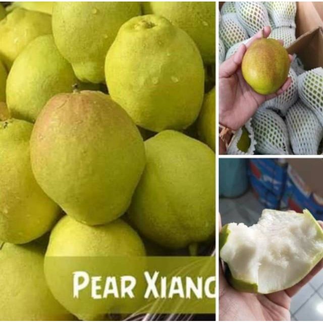 

UD BUAH 3 SAUDARA Buah pear siangli manis / fragrant pir 1/2kg