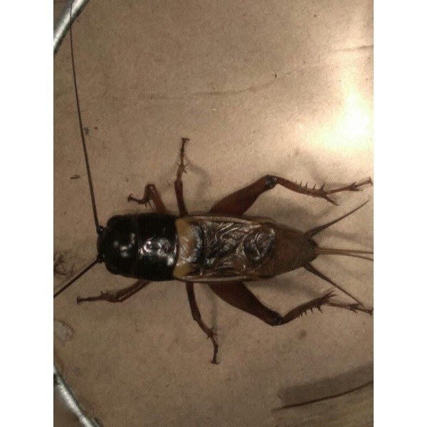 Jangkrik jaliteng jangkrik aduan super. - Merah ,