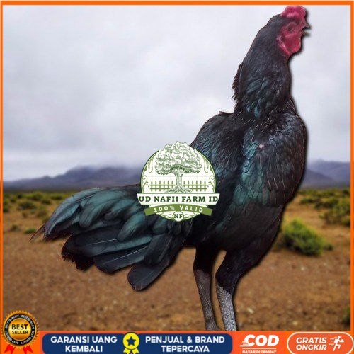 

3 BIJI TELUR PAMA PUKUL STROM promo keras berkualitas unggul UD NAFII FARM ID