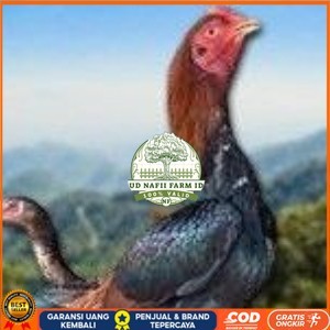 

telur ayam Shamo Eropa Ori (telur fertil) UD NAFII FARM ID
