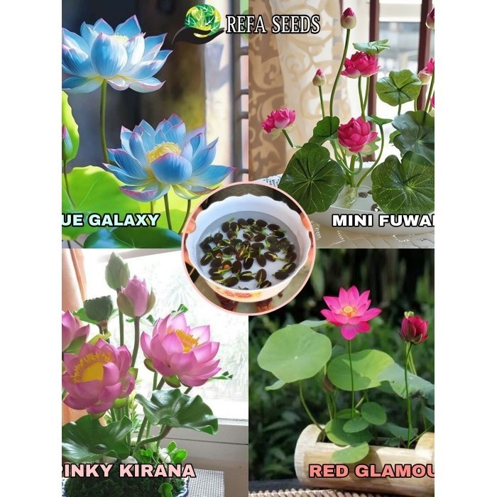 Biji Teratai Jepang Biji Benih Teratai Lotus Mini Biji Bunga Teratai Lotus Varian Warna