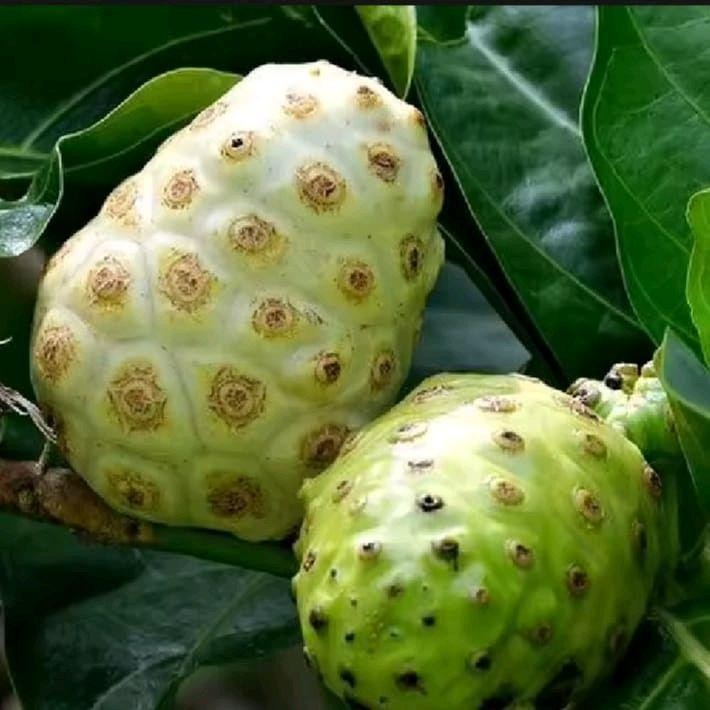 

Buah mengkudu segar fresh pace 1kg herbal