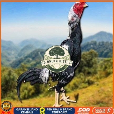 

telur tetas ayam shamo berkualitas unggul UD ANEKA BIBIT ID