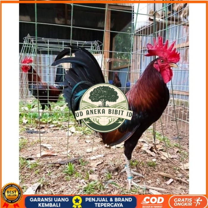 

Telur Ayam Fhilipin Hanya Untuk Ditetaskan original berkualitas UD ANEKA BIBIT ID