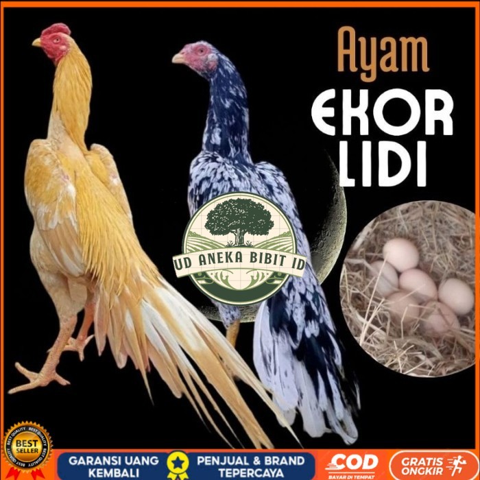 

telur ayam ekor lidi asli original bisa untuk di tetaskan fresh UD ANEKA BIBIT ID