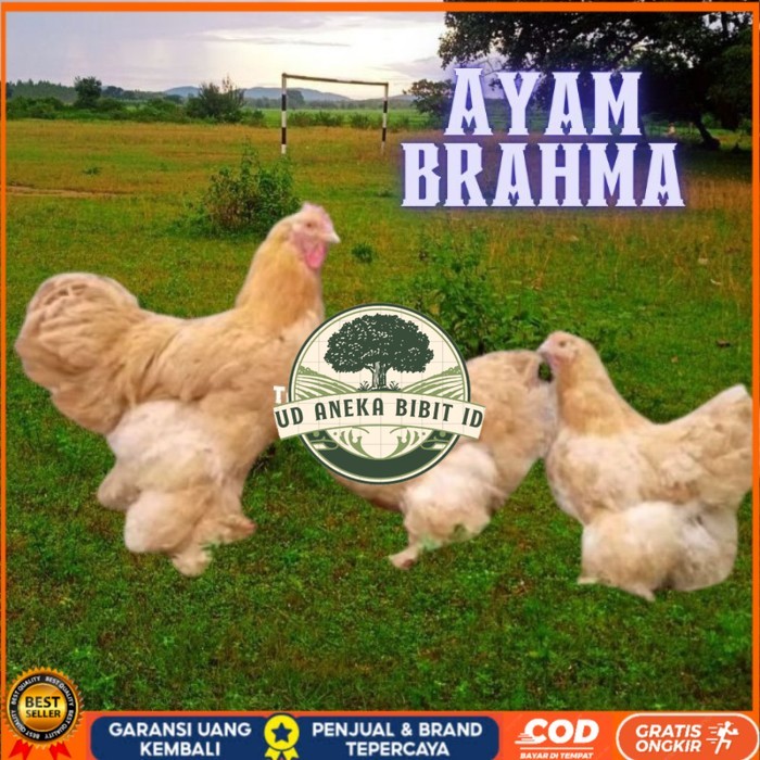 

telur ayam brahma asli bisa untuk di tetaskan original berkualitas UD ANEKA BIBIT ID