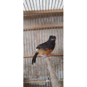 murai medan trotolan betina