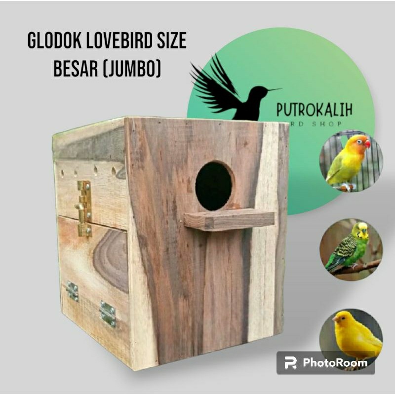 Glodok lovebird big besar rumah burung lovebird sarang burung tempat bertelur