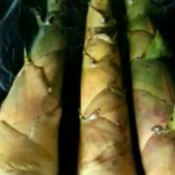 

Classica2106 Rebung Bbu Kuning Paling Muda 1 Kg Bambu Herbal Bambu Kuning '