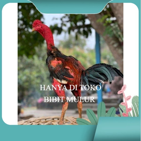 

telur Ayam Ganoi Telur fertil (terlaris) original berkualitas