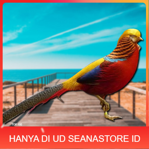 

telur ayam hias golden pheasant asli bisa untuk di tetaskan UD SEANASTORE ID